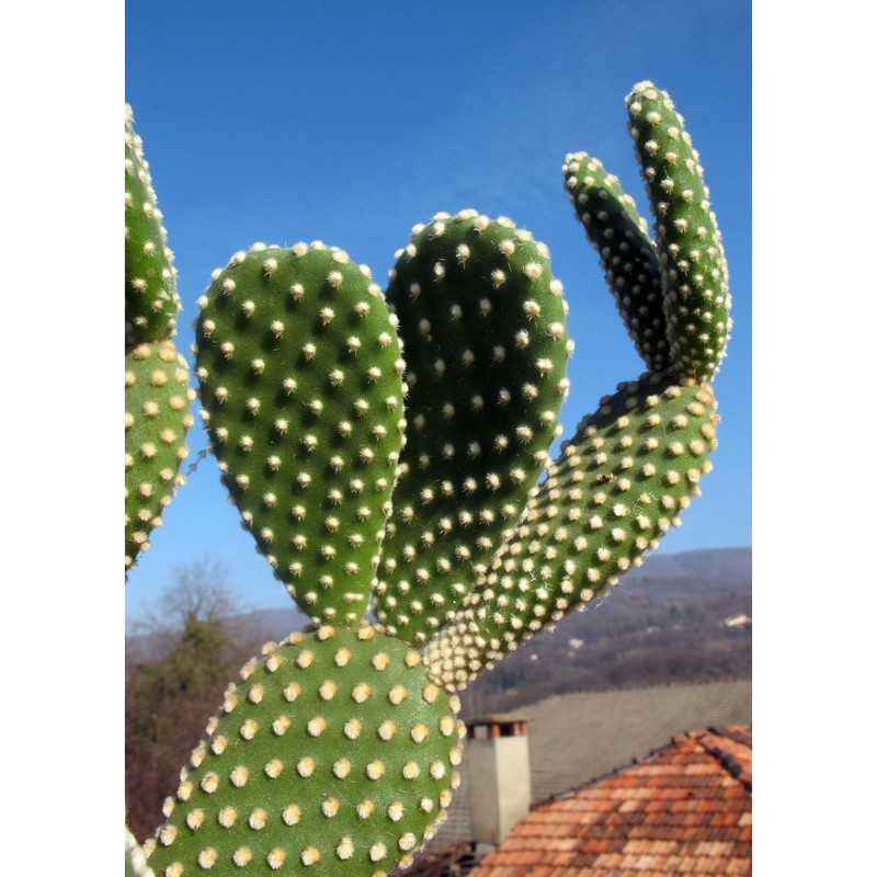 opuntia microdasys (lehm.) pfeiff.