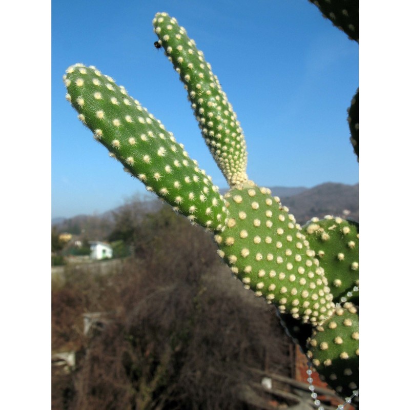 opuntia microdasys (lehm.) pfeiff.