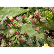 opuntia monacantha (willd.) haw.