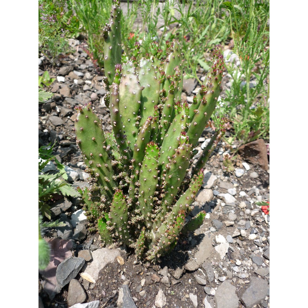 opuntia monacantha (willd.) haw.