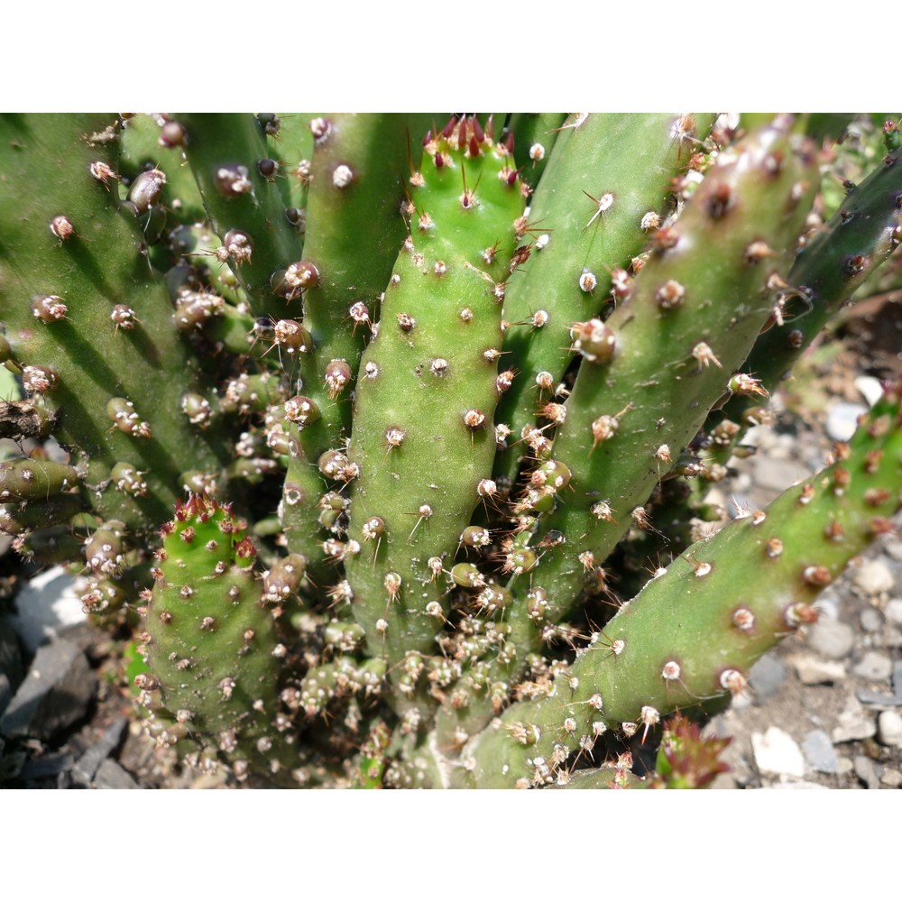 opuntia monacantha (willd.) haw.