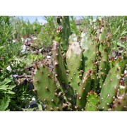 opuntia monacantha (willd.) haw.