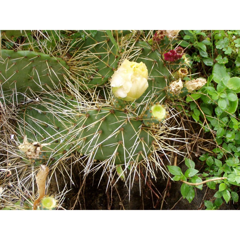 opuntia phaeacantha engelm.