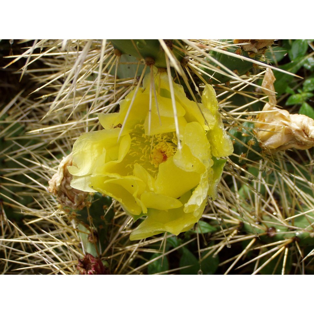 opuntia phaeacantha engelm.