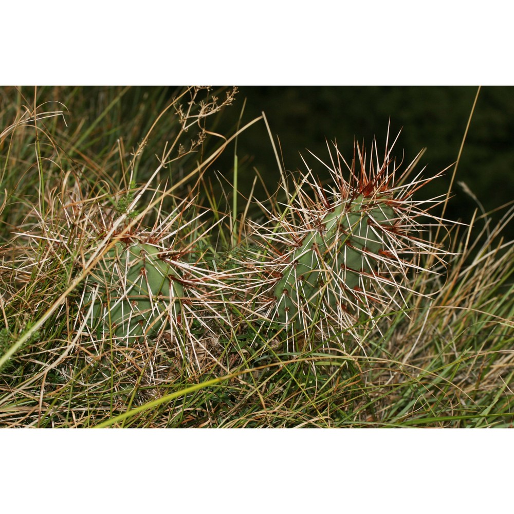 opuntia phaeacantha engelm.