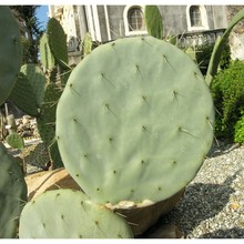 opuntia robusta h. l. wendl. ex pfeiff.