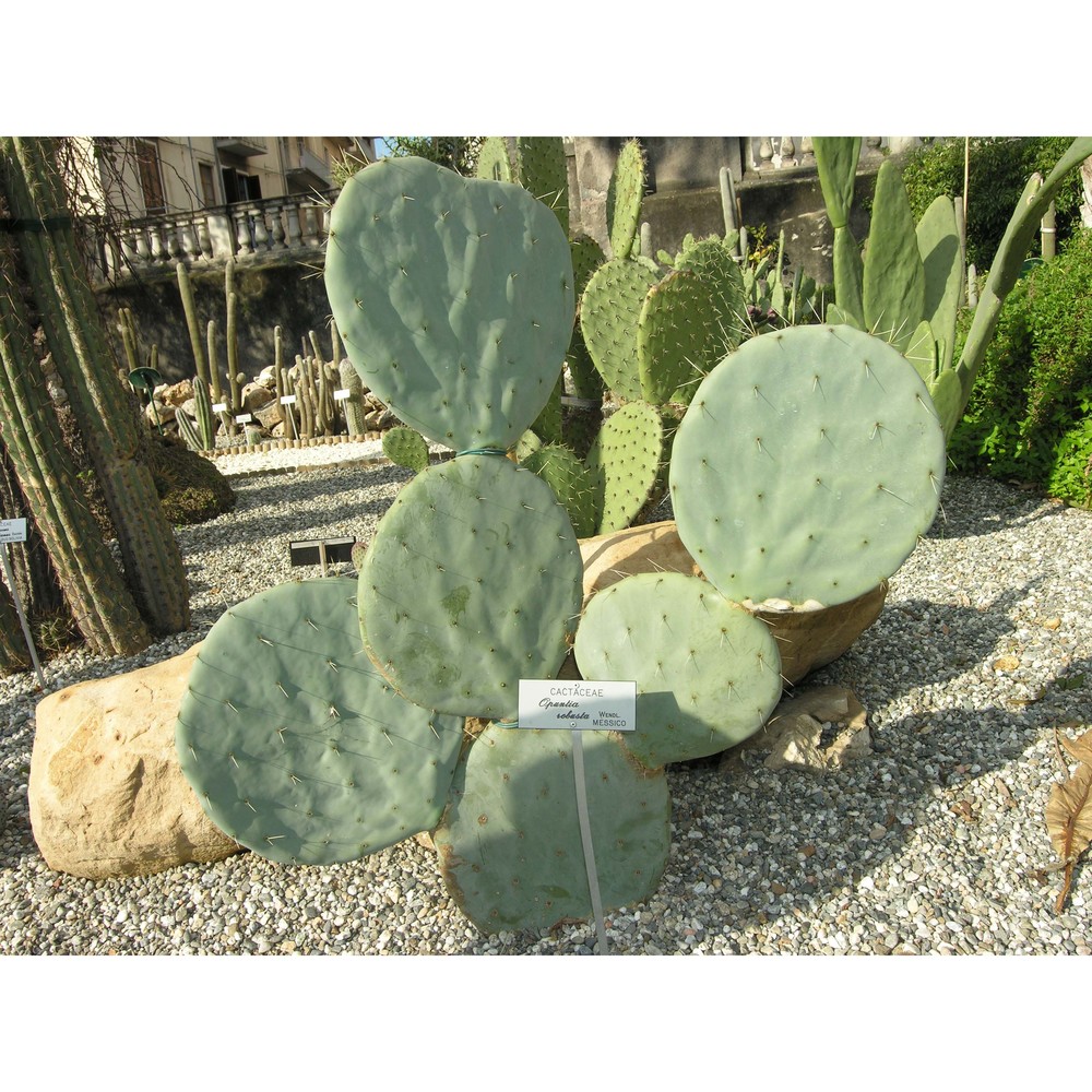 opuntia robusta h. l. wendl. ex pfeiff.