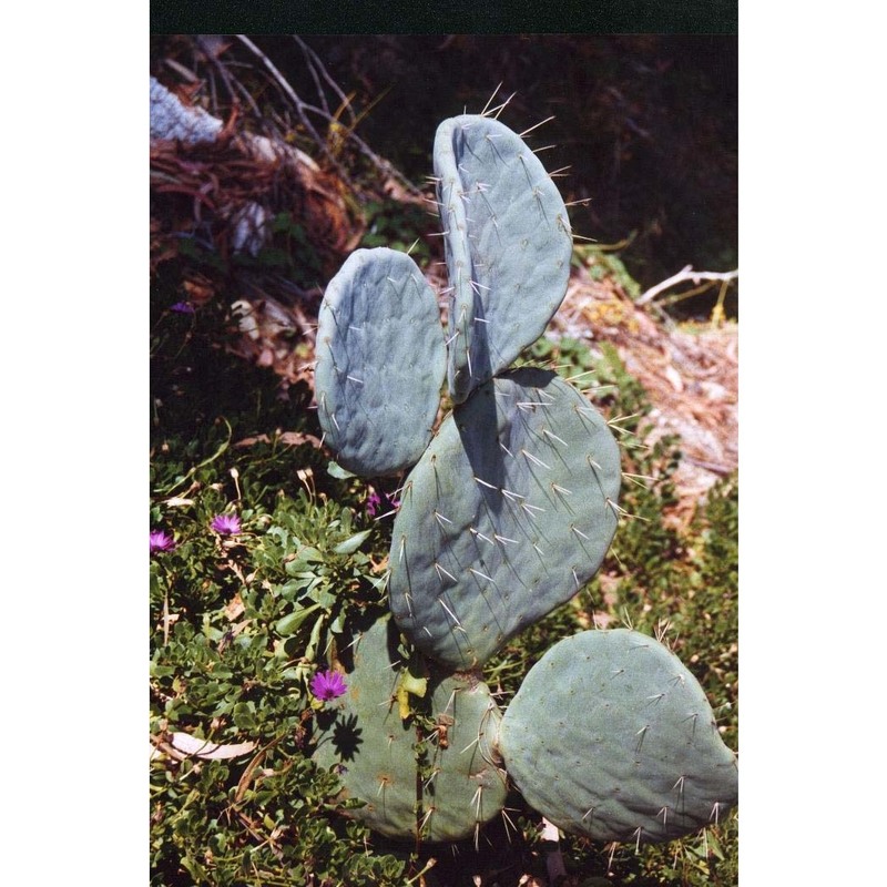 opuntia robusta h. l. wendl. ex pfeiff.