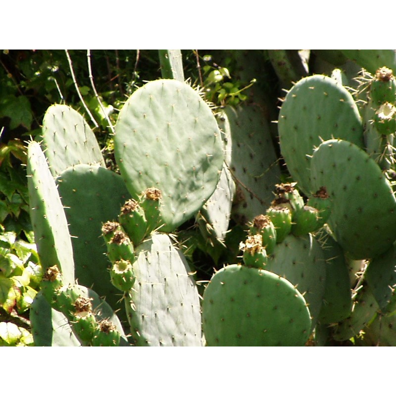 opuntia robusta h. l. wendl. ex pfeiff.