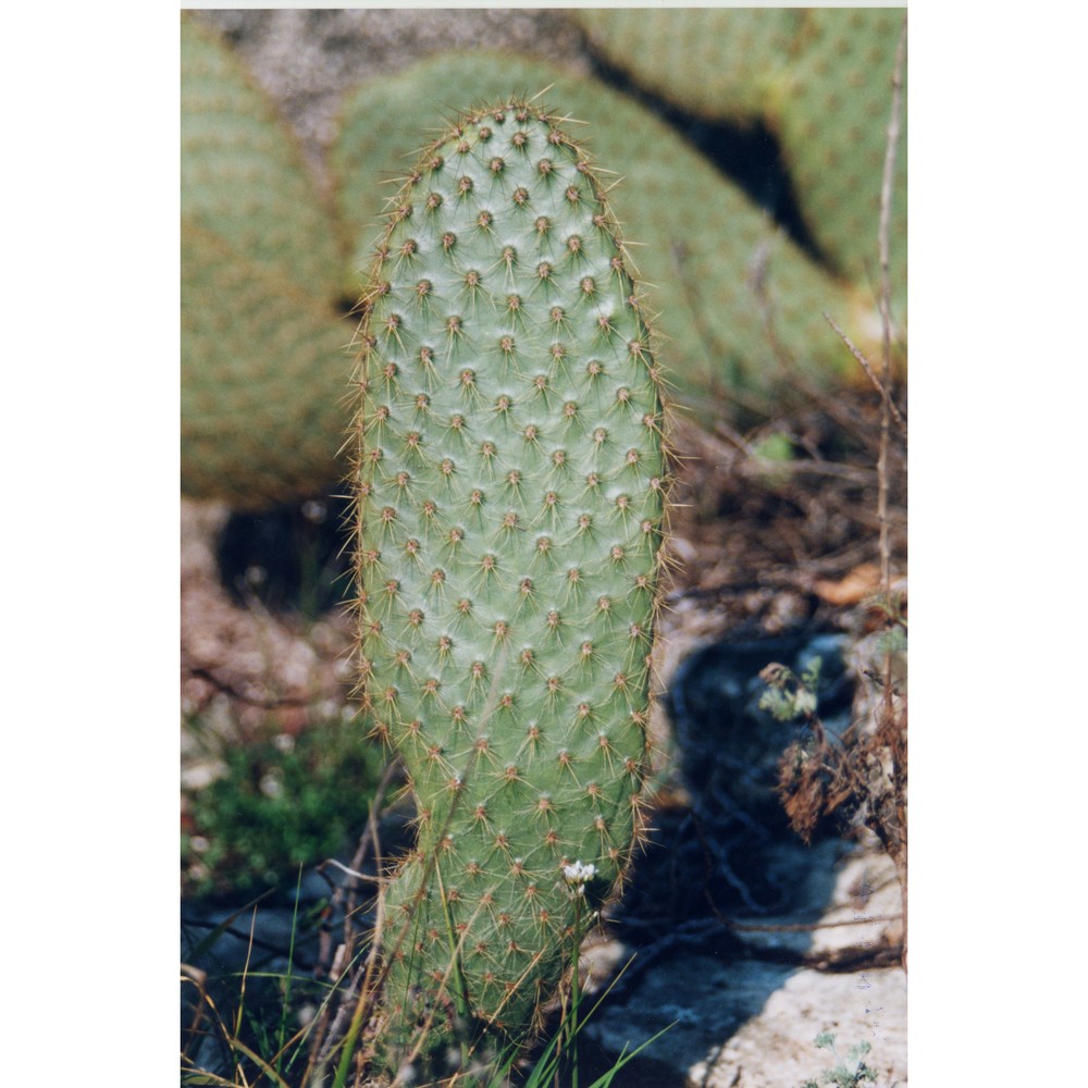 opuntia scheeri f. a. c. weber