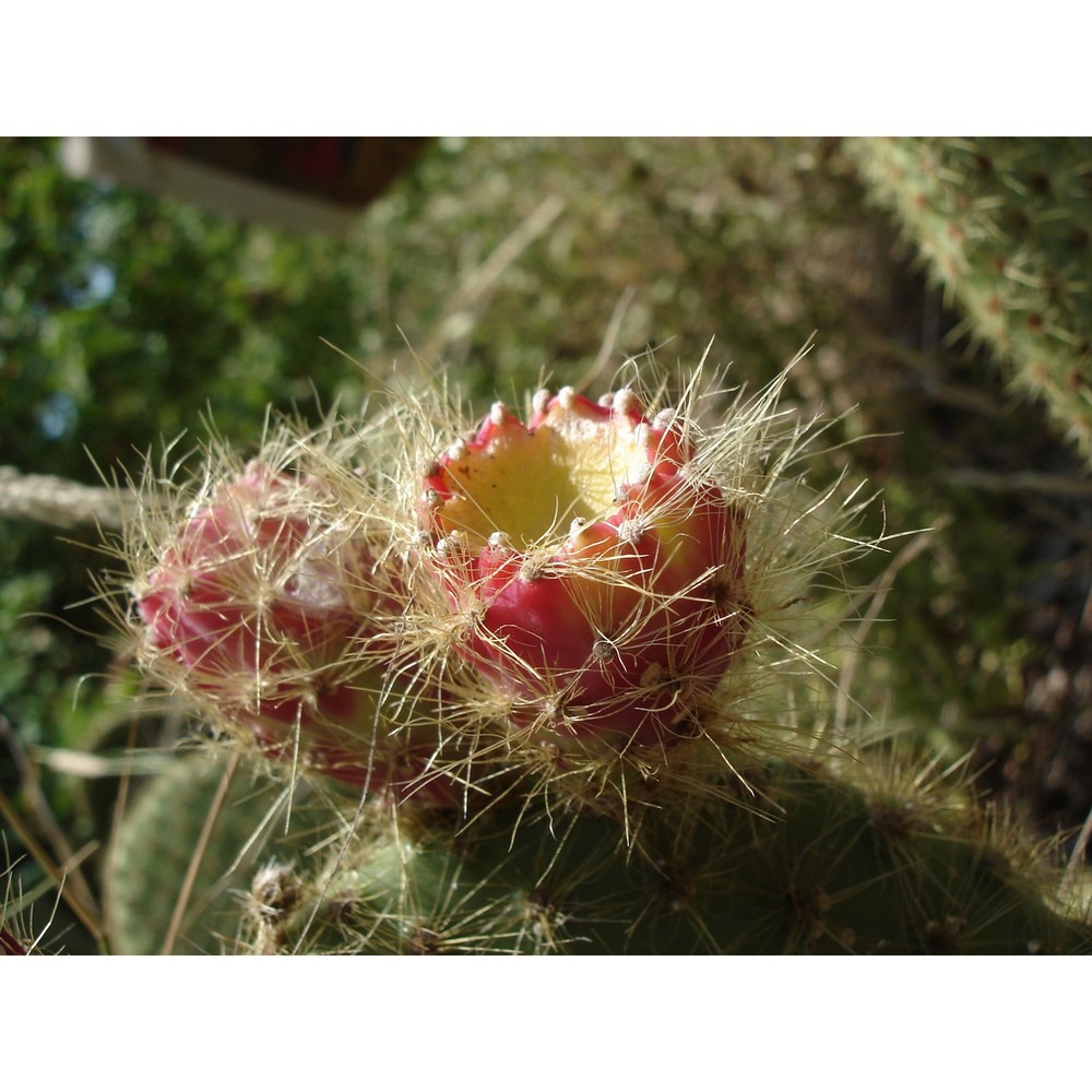 opuntia scheeri f. a. c. weber