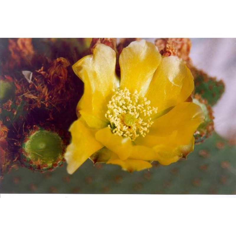 opuntia spinulifera salm-dyck