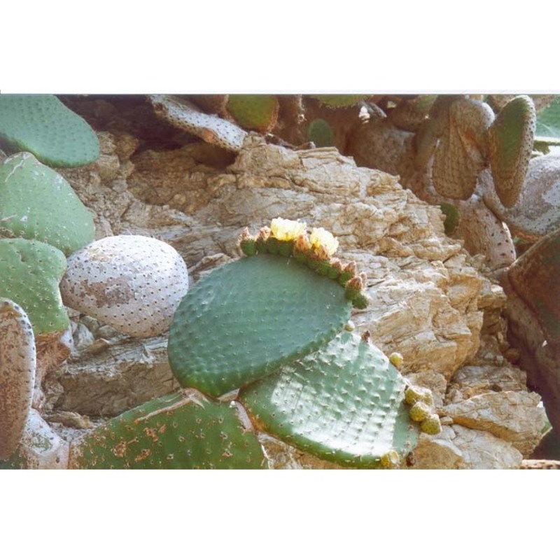 opuntia spinulifera salm-dyck