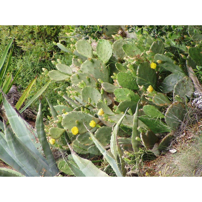 opuntia stricta (haw.) haw.