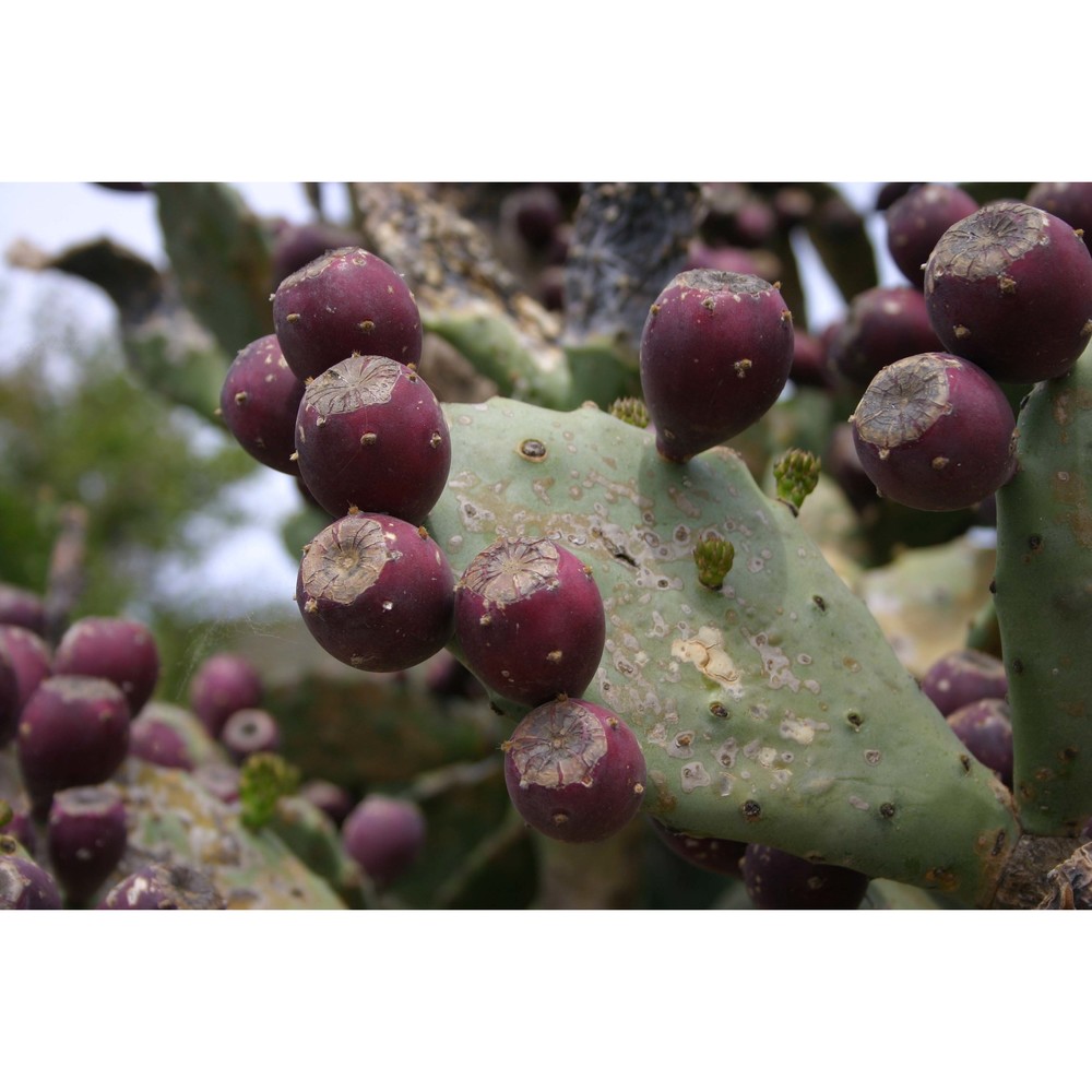 opuntia stricta (haw.) haw.