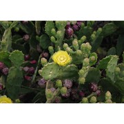 opuntia stricta (haw.) haw.