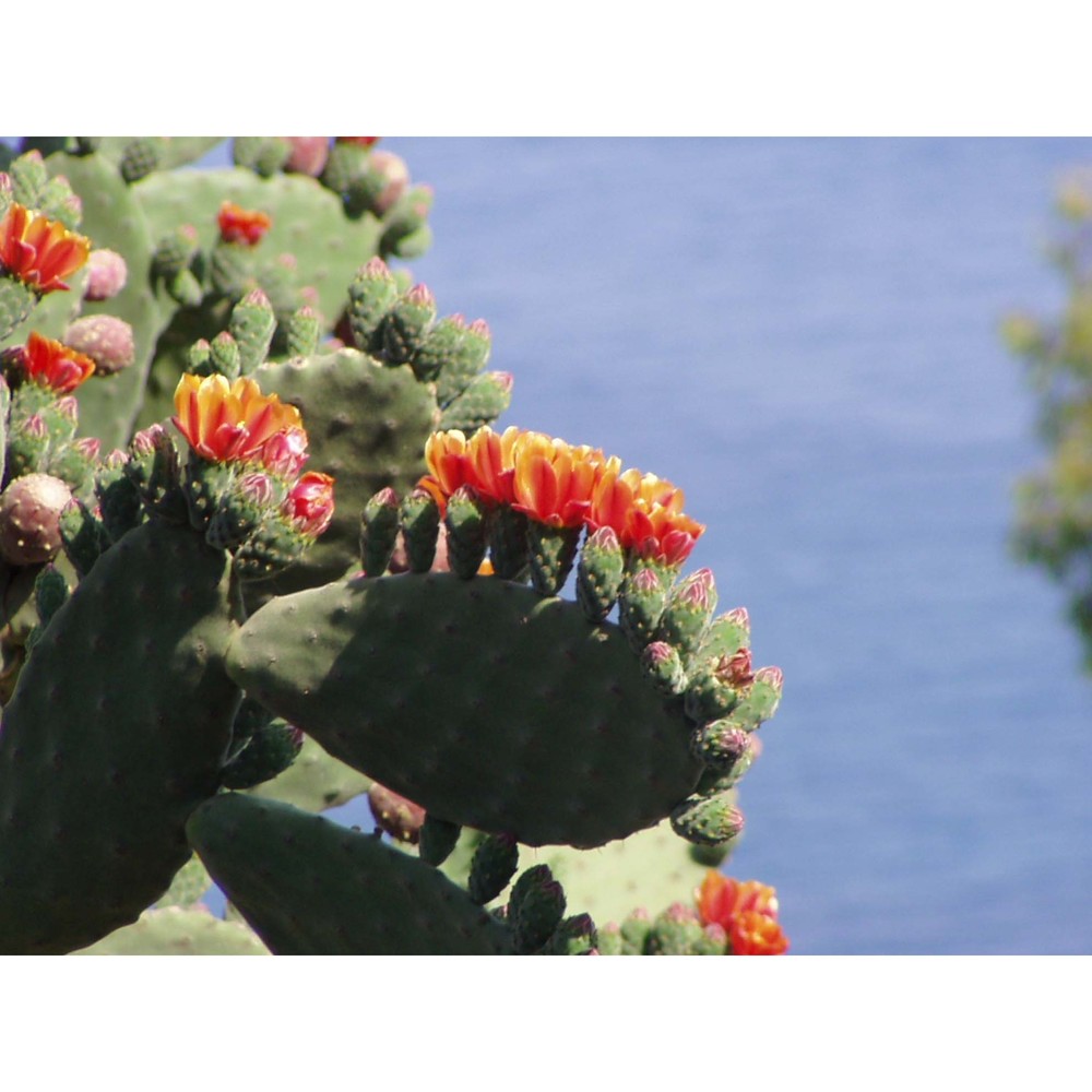 opuntia tomentosa salm-dyck