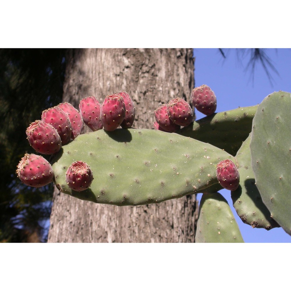 opuntia tomentosa salm-dyck