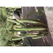 trichocereus spachianus (lem.) riccob.