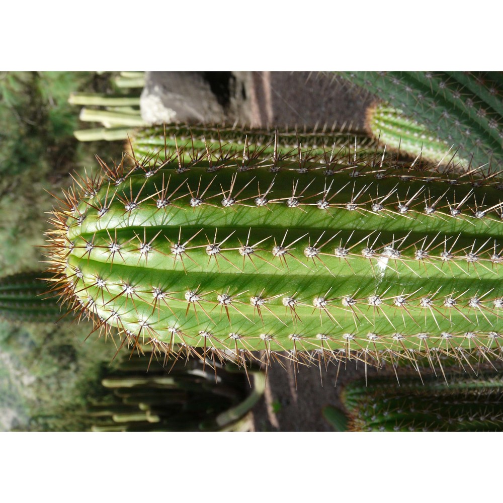 trichocereus spachianus (lem.) riccob.