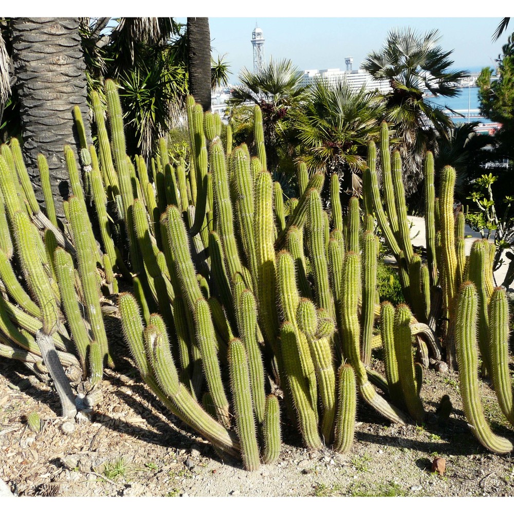 trichocereus spachianus (lem.) riccob.