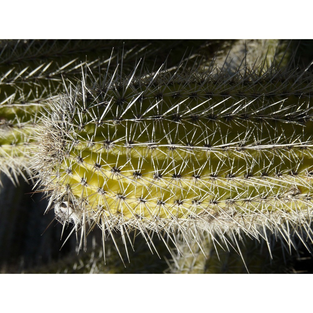 trichocereus spachianus (lem.) riccob.