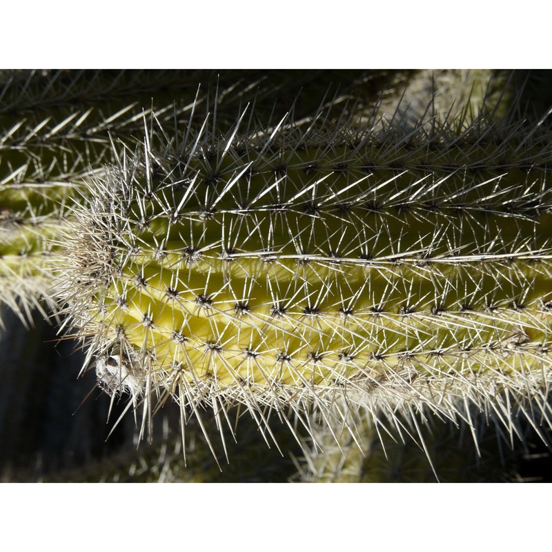 trichocereus spachianus (lem.) riccob.