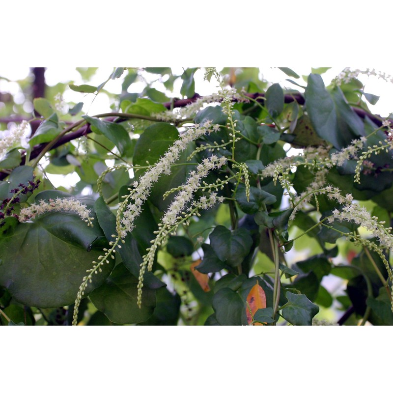 boussingaultia cordifolia ten.