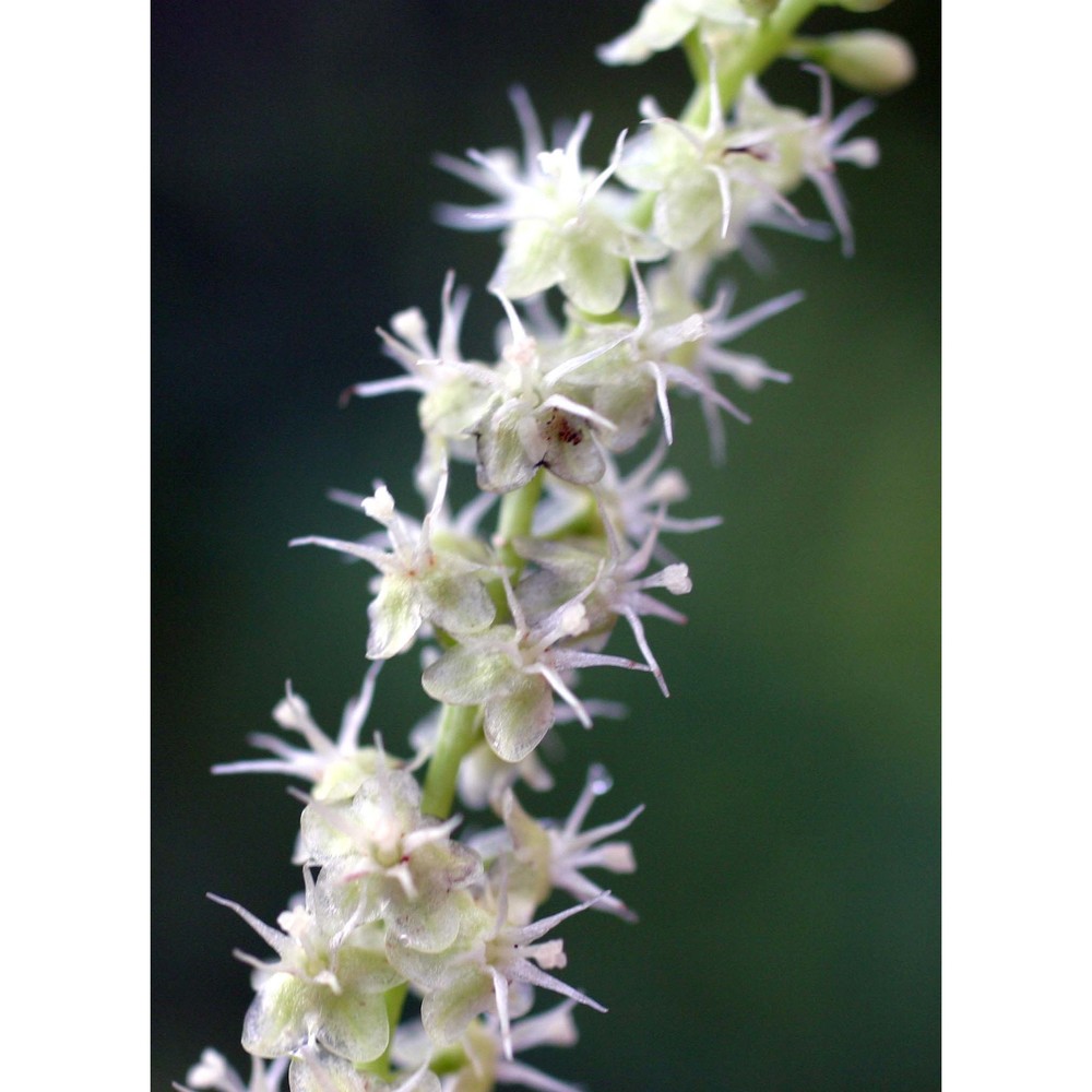 boussingaultia cordifolia ten.