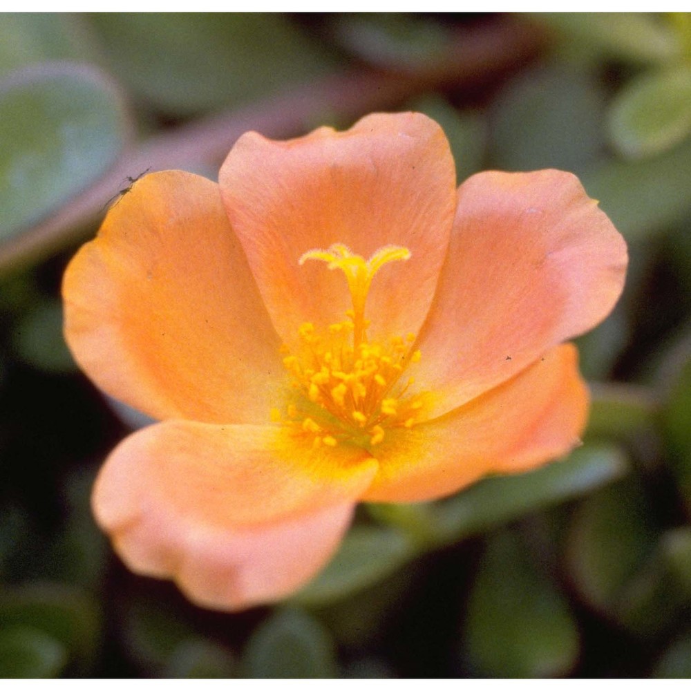 portulaca grandiflora hook.