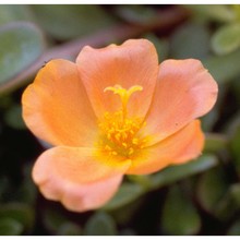 portulaca grandiflora hook.