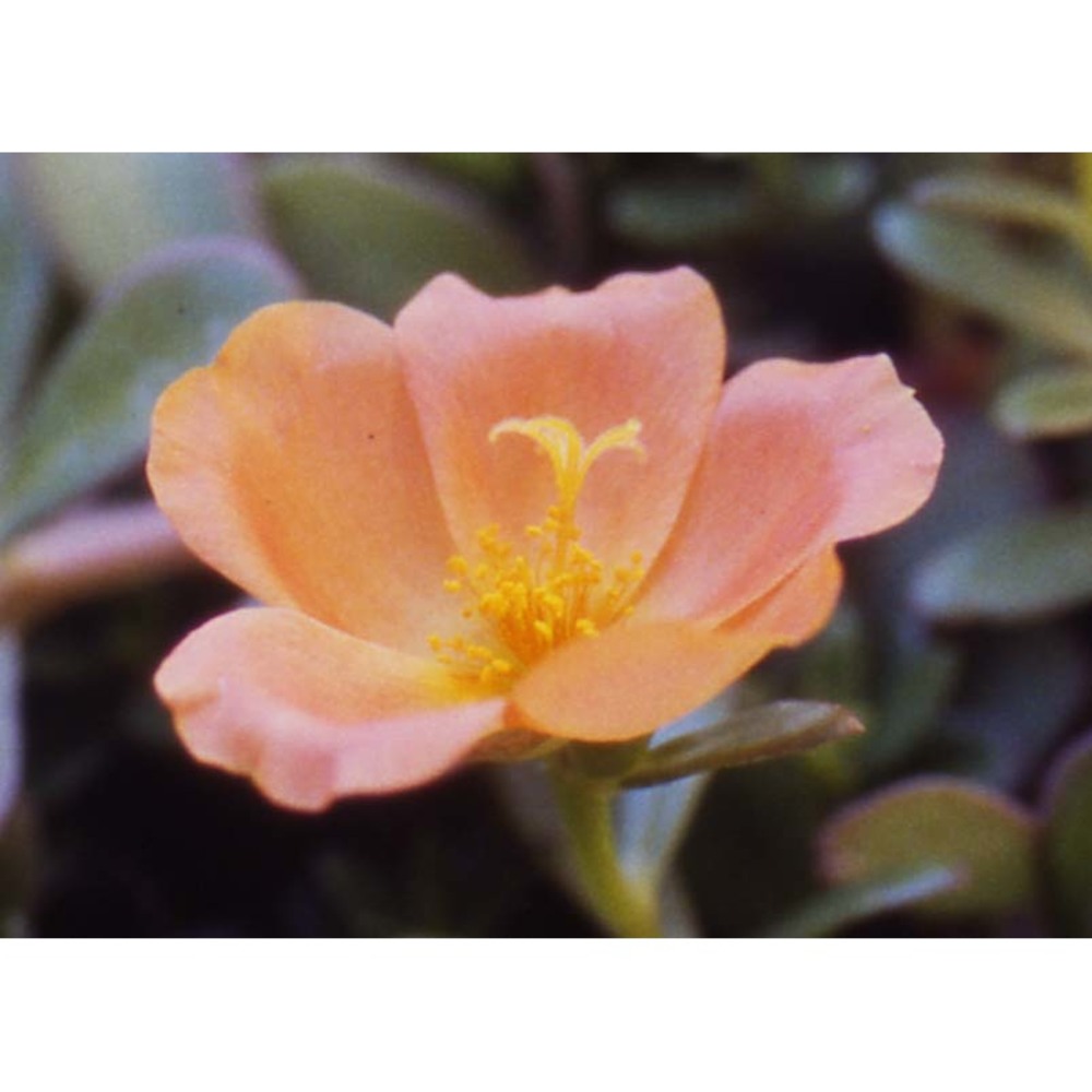 portulaca grandiflora hook.