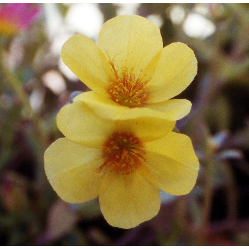 portulaca grandiflora hook.