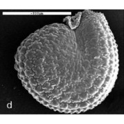 portulaca granulatostellulata (poelln.) ricceri et arrigoni