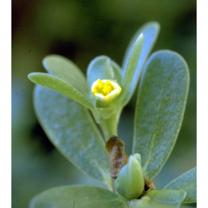 portulaca oleracea l.