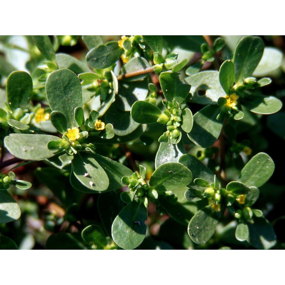 portulaca oleracea l.