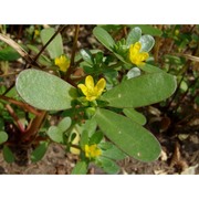 portulaca sativa haw.