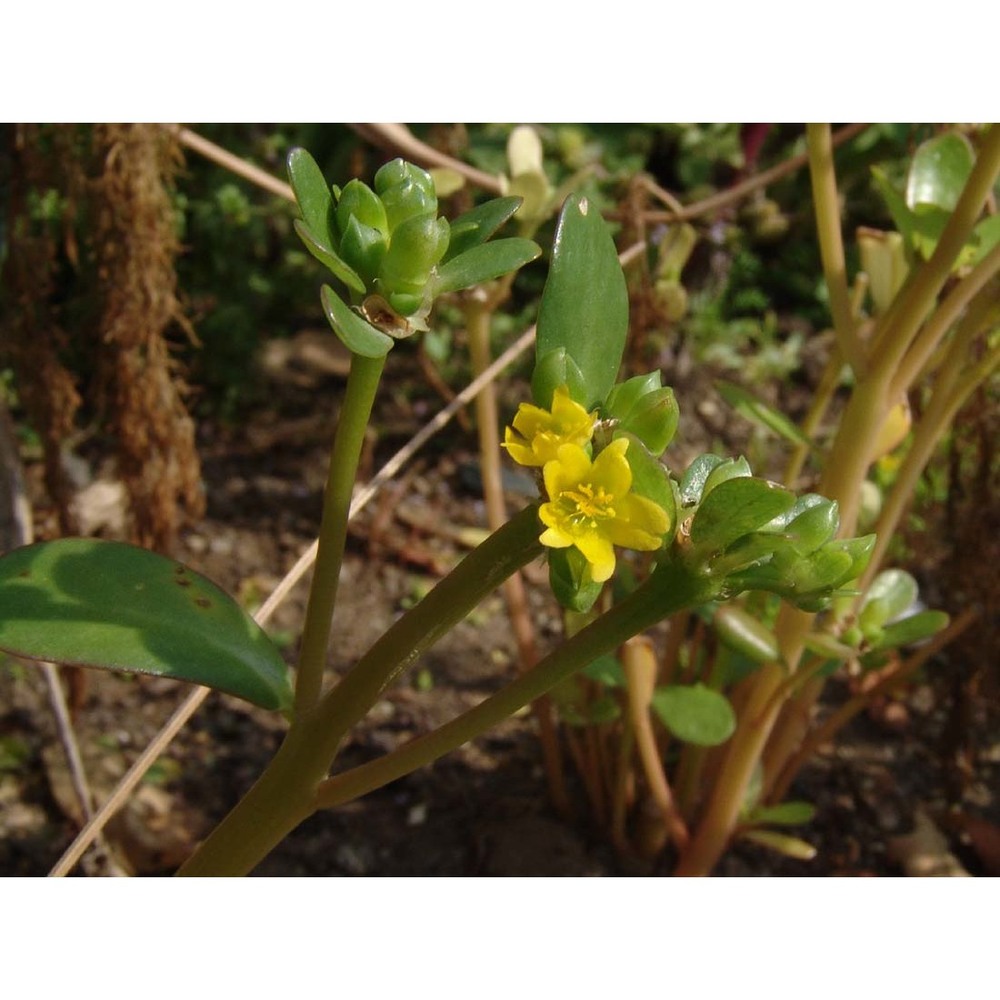 portulaca sativa haw.