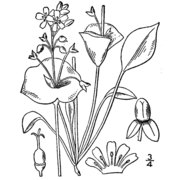 claytonia perfoliata donn