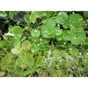 claytonia perfoliata donn