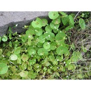 claytonia perfoliata donn