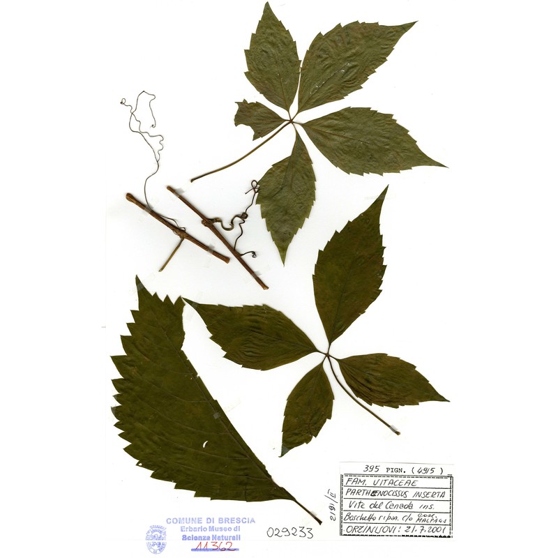 parthenocissus inserta (a. kern.) fritsch