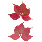 parthenocissus quinquefolia (l.) planch.