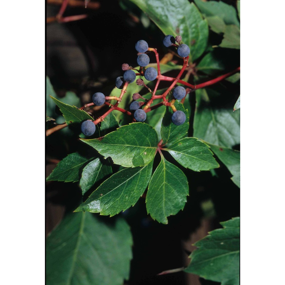 parthenocissus quinquefolia (l.) planch.