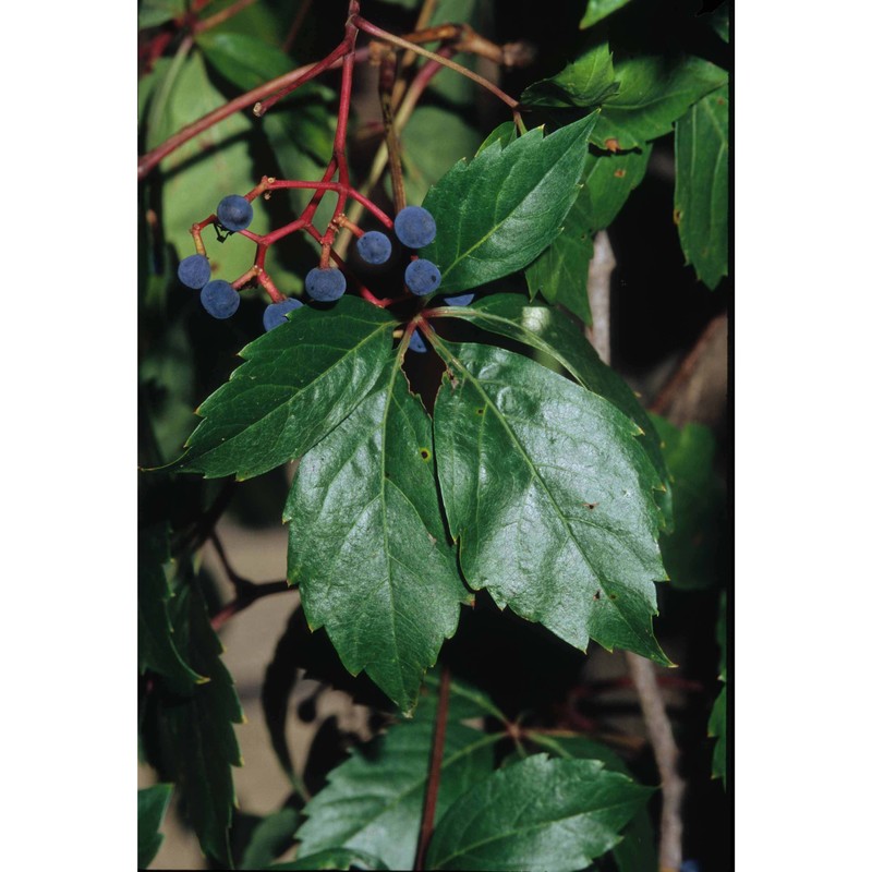 parthenocissus quinquefolia (l.) planch.