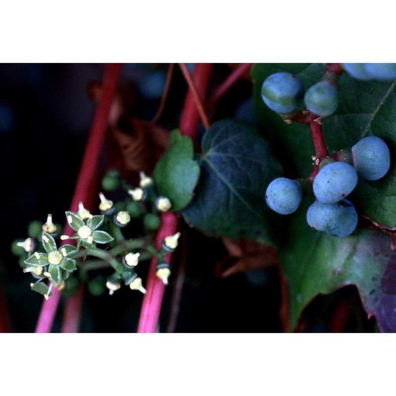 parthenocissus tricuspidata (siebold et zucc.) planch.