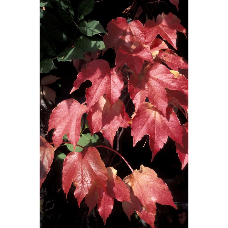 parthenocissus tricuspidata (siebold et zucc.) planch.