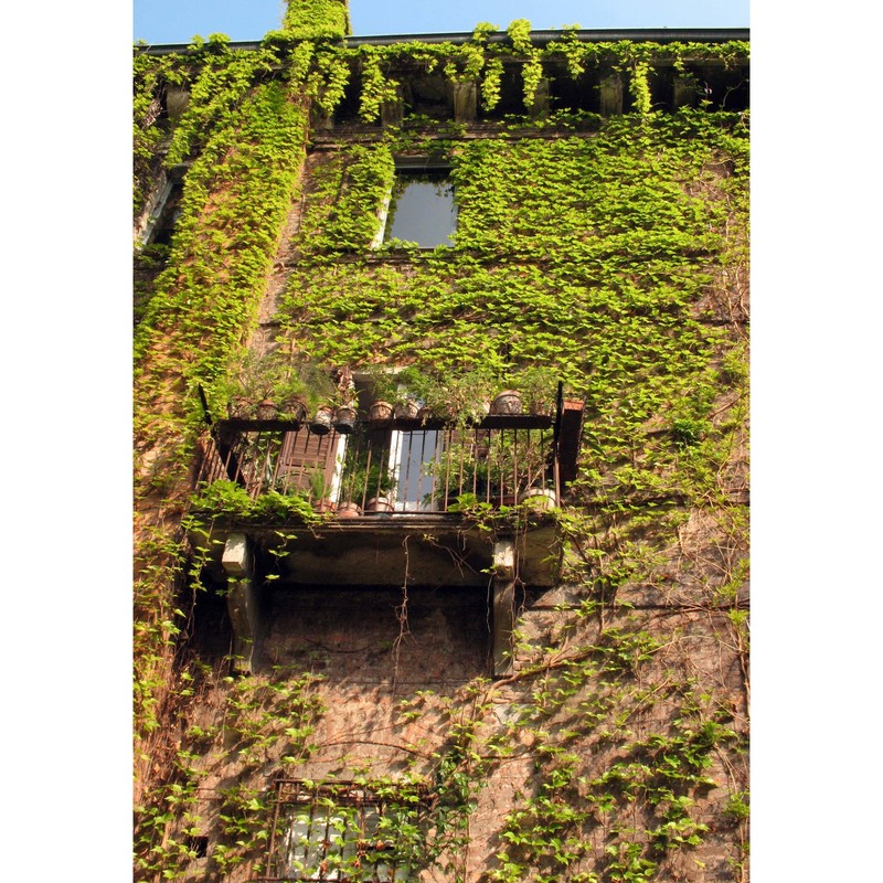 parthenocissus tricuspidata (siebold et zucc.) planch.