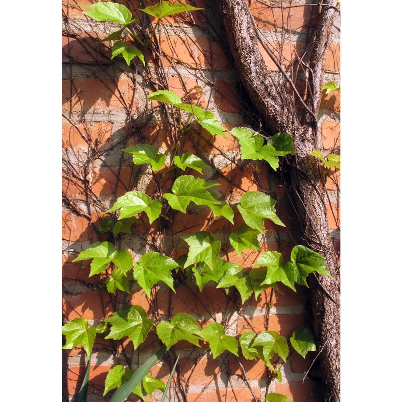 parthenocissus tricuspidata (siebold et zucc.) planch.