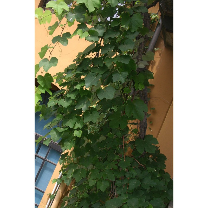 vitis labrusca l.